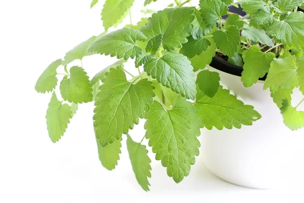 Catnip su sfondo bianco — Foto Stock