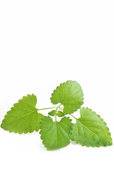 Catnip beyaz arka plan üzerinde