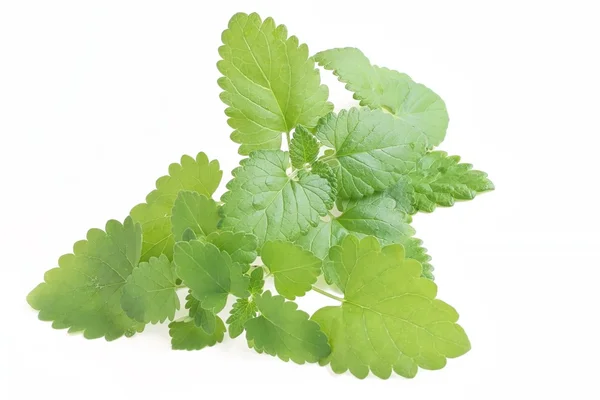 Catnip su sfondo bianco — Foto Stock