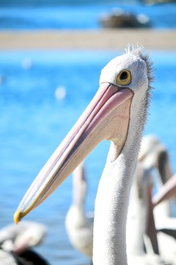 Vahşi Avustralya pelikanı