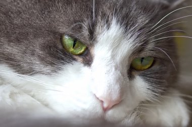 Mat görünümlü kedi
