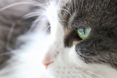 Mat görünümlü kedi