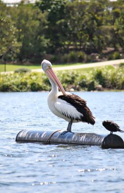 Wild Australian Pelican clipart