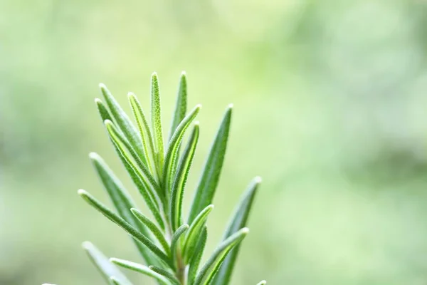 一些绿色背景的新鲜迷迭香茎的特写 — 图库照片