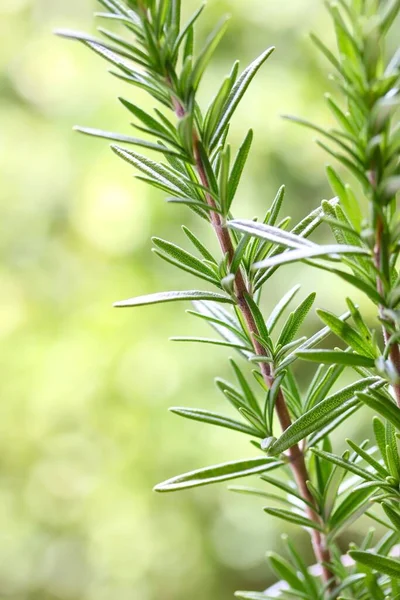 Close Shot Some Fresh Rosemary Stem Green Background — Stock Photo, Image