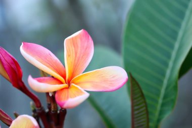 Doğal ışıkta şeftali rengi Plumeria çiçeklerinin yakın plan çekimi..