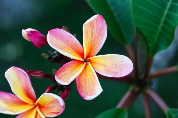 Zbliżenie Strzał Jakiegoś Ładnego Brzoskwiniowego Koloru Kwiaty Plumerii Naturalnym Świetle — Zdjęcie stockowe
