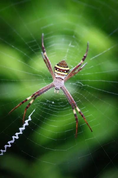 Bir St Andrew 's Cross Spider' ın yakın plan fotoğrafı. Ağı, Queensland, Avustralya..