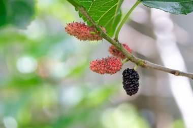 Güneş ışığında ağaçta yetişen taze dut meyvelerinin yakın çekimi..