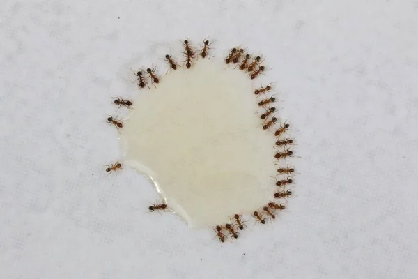 澳大利亚昆士兰州 近景拍摄的一些害虫沿海褐蚁正在吃蚂蚁饵 免版税图库照片