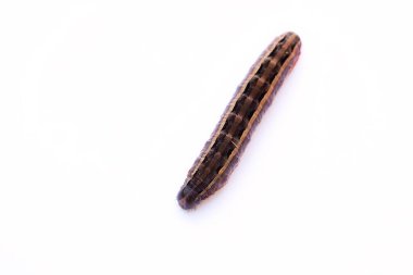 Beyaz arka planda, Queensland, Avustralya 'da bir kurt larvasının yakın plan çekimi..