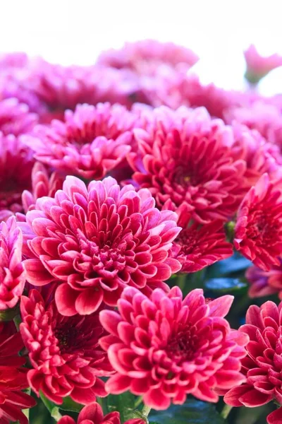 Primer Plano Grupo Hermosas Flores Crisantemo Rosa Luz Natural —  Fotos de Stock