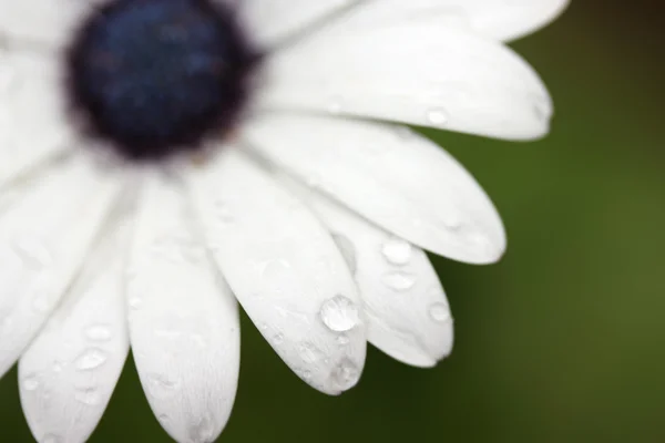 Chuva cai em Margarida Africana — Fotografia de Stock