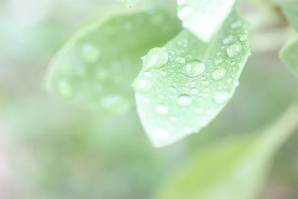 Капли дождя на листьях — стоковое фото