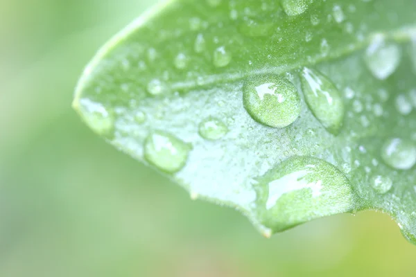 叶子上的雨滴 — 图库照片