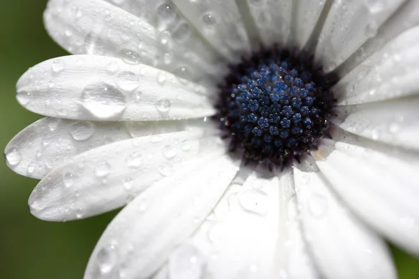 Chuva cai em Margarida Africana — Fotografia de Stock