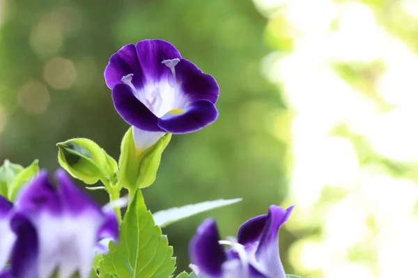 Torenia — Stok fotoğraf