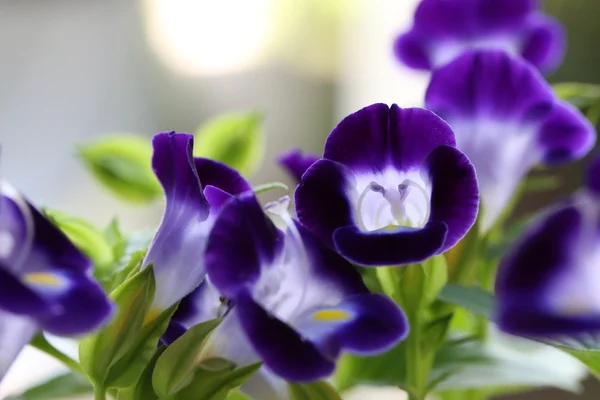 Torenia