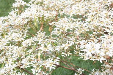 Atatürk Leucocephala