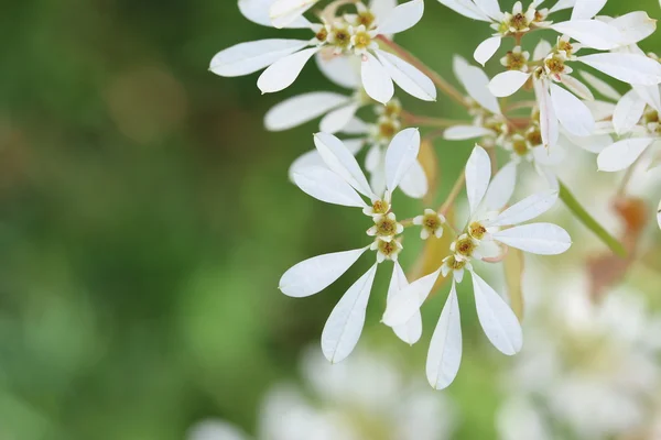 Wilczomlecz Leucocephala — Zdjęcie stockowe