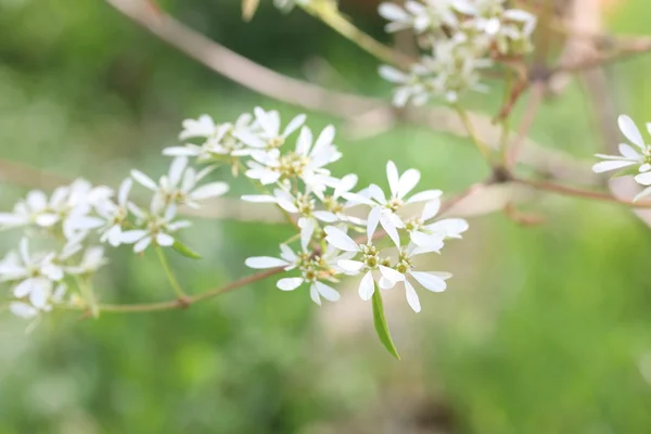 Wilczomlecz Leucocephala — Zdjęcie stockowe