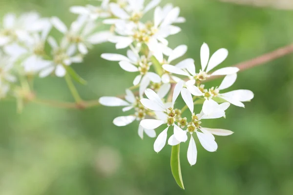 Wilczomlecz Leucocephala — Zdjęcie stockowe