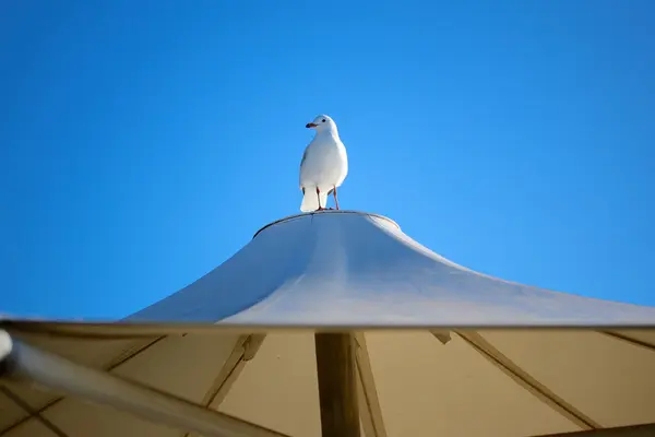 Seagull at Harbor — Stock Photo, Image