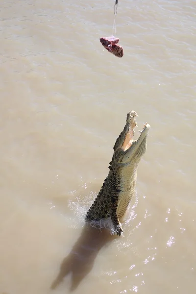 Cocodrilo salvaje — Foto de Stock