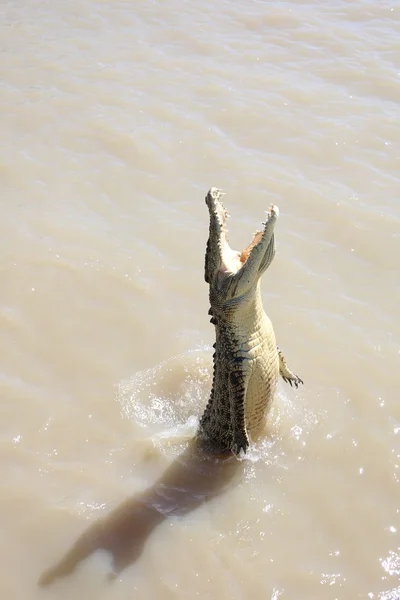 Wild Crocodile — Stock Photo, Image