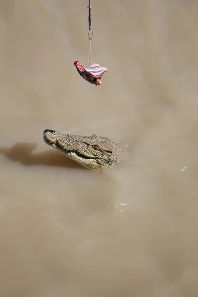 Crocodilo selvagem — Fotografia de Stock