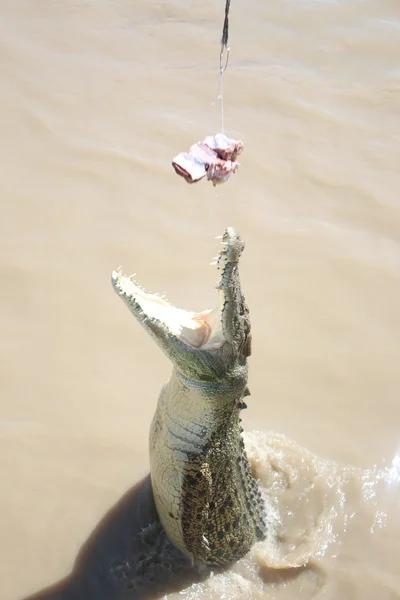 Crocodilo selvagem — Fotografia de Stock