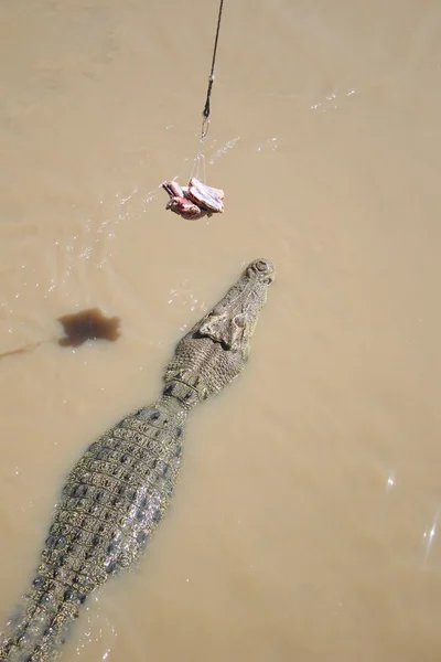 Divoký krokodýl — Stock fotografie