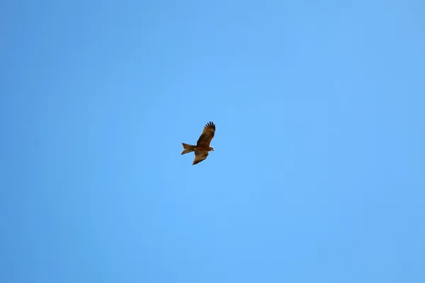 Fluiten kite — Stockfoto