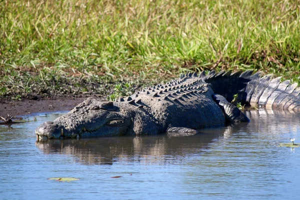 Crocodilo selvagem — Fotografia de Stock