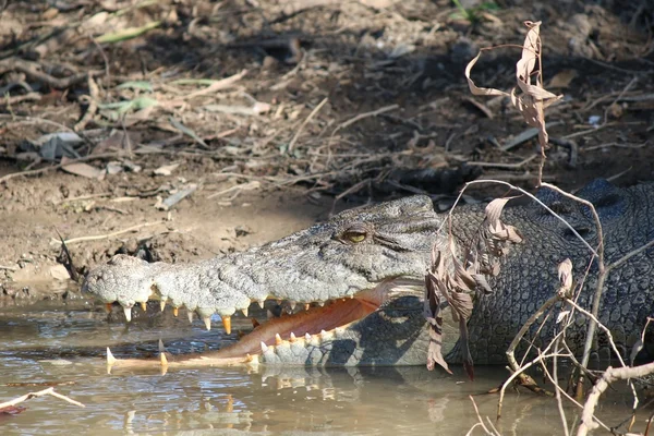 Crocodilo selvagem — Fotografia de Stock