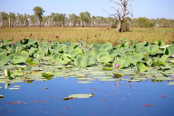 Waterlelie op de Yellow Water Billabong — Stockfoto