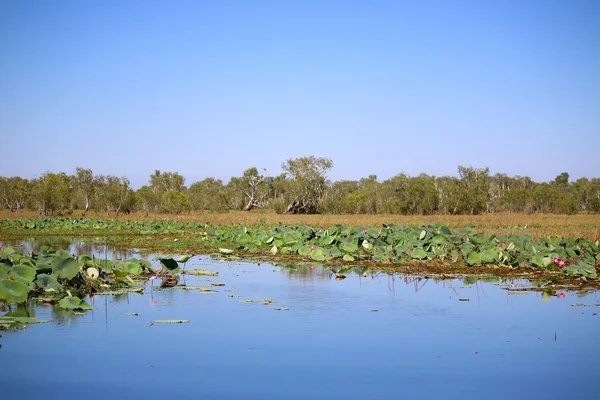 Waterlelie op de Yellow Water Billabong — Stockfoto