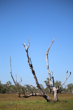 Yabani kuşlar ölü ağaçta oturuyor