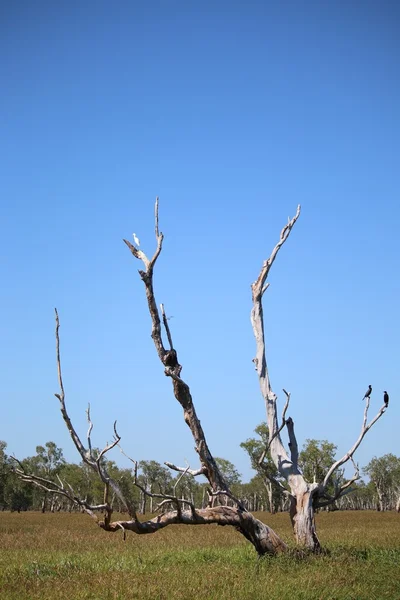 Yabani kuşlar ölü ağaçta oturuyor