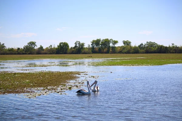 Pelikaan op geel Water Billabong — Stockfoto