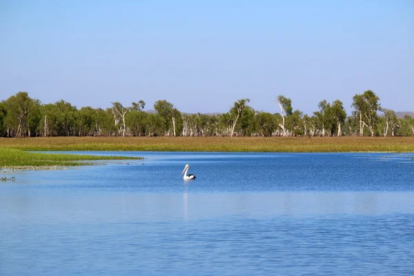 Pelicano na água amarela Billabong — Fotografia de Stock