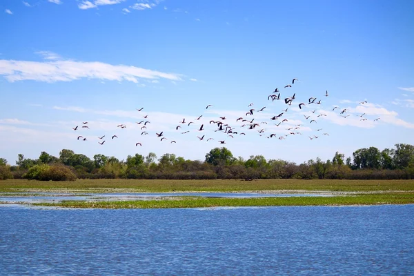 Troupeau de canards siffleurs — Photo