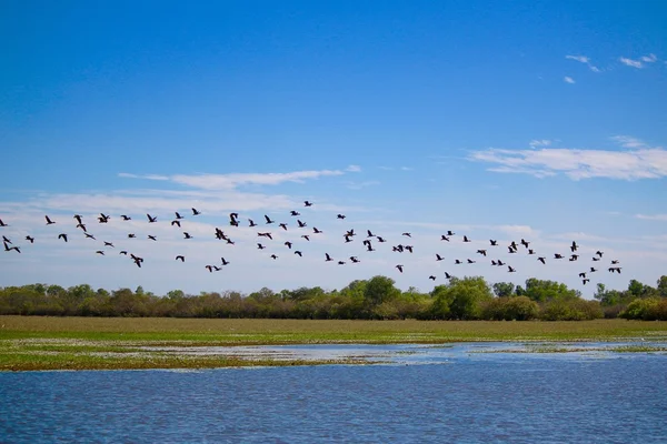 Manada de patos silbantes — Foto de Stock