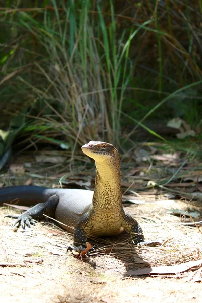 Australský Monitor ještěrka — Stock fotografie