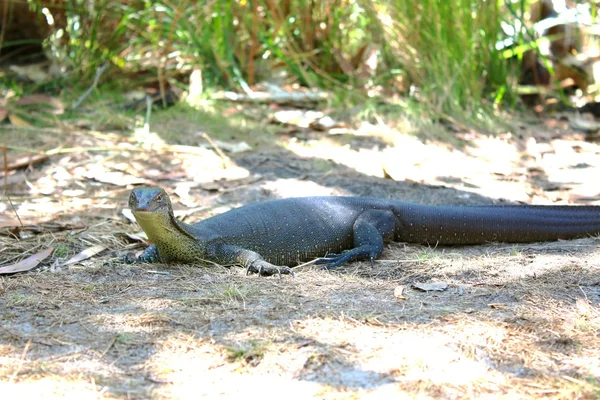 Australský Monitor ještěrka — Stock fotografie