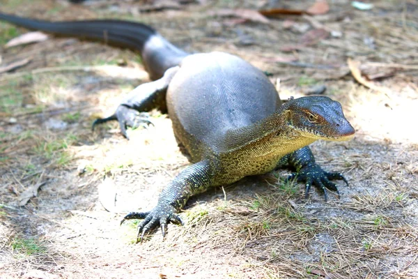 Australský Monitor ještěrka — Stock fotografie