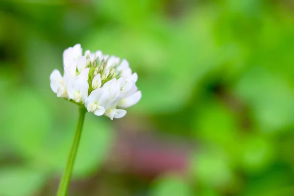 Koniczyna biała kwiat — Zdjęcie stockowe