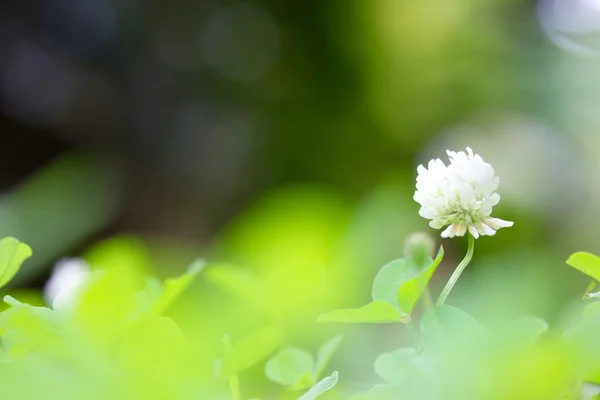 Fleur de trèfle blanc — Photo