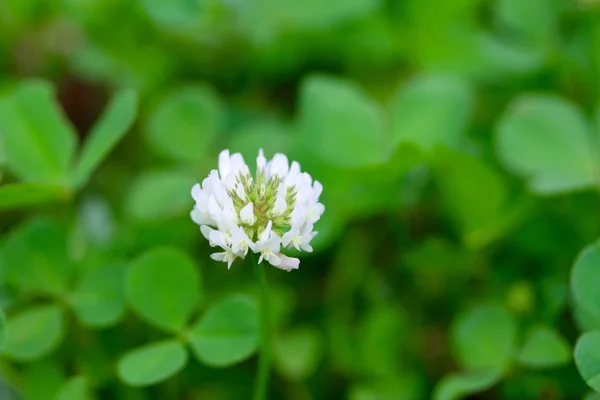 Witte klaver bloem — Stockfoto