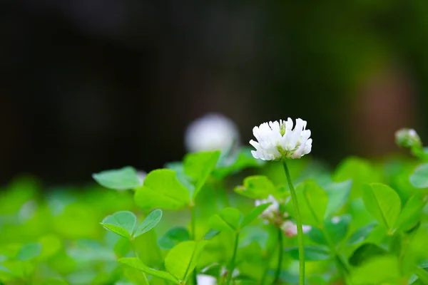 Witte klaver bloem — Stockfoto